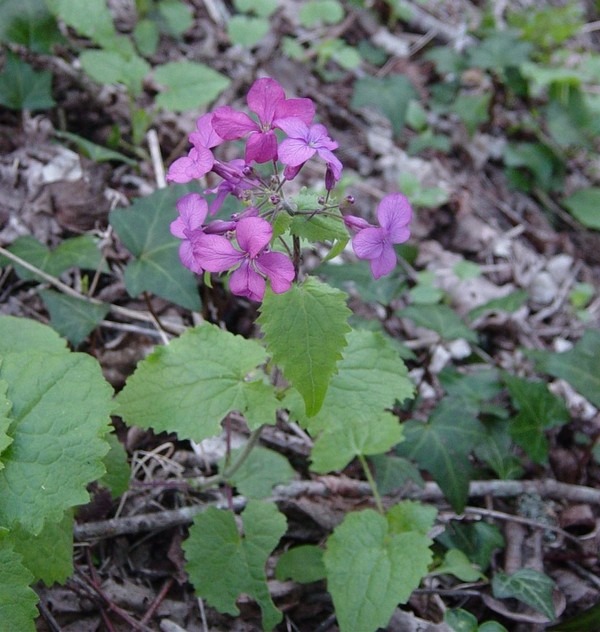 Lunaria annua